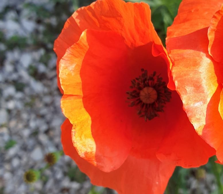 Duhovna misao, 06.06.2019.
