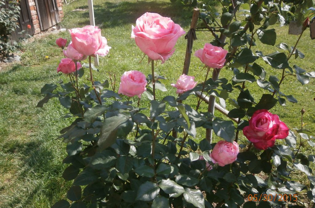 Duhovna misao, 09.07.2019.