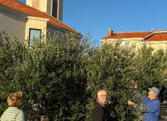 Branje maslina oko župne crkve te zajednički ručak