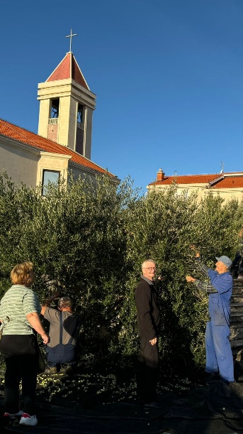 Branje maslina oko župne crkve te zajednički ručak
